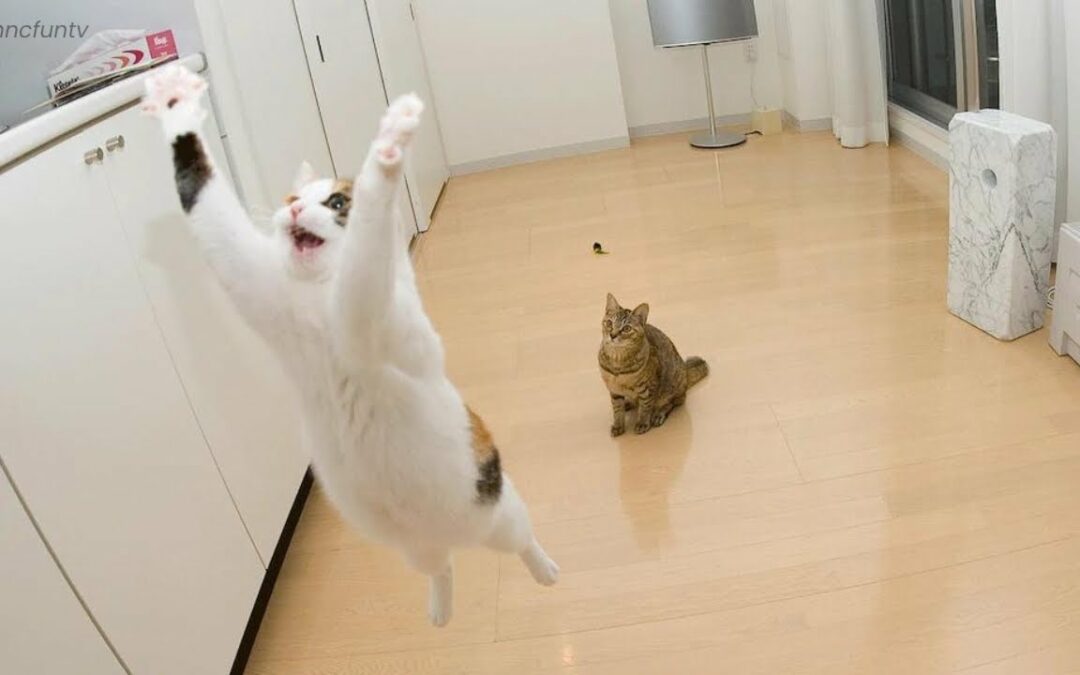 Funniest Cats 😹| Found On The Internet pt. MNC Fun Tv #24