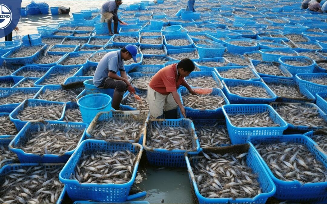 Harvesting 50 Billion Shrimp Per Year To Make Delicious Tempura
